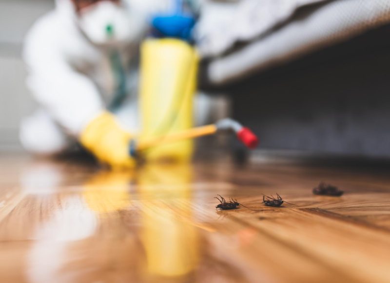 Exterminator in work wear spraying pesticide with sprayer. Selective focus.